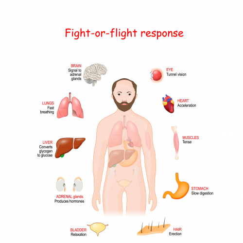 Image of fight or flight response